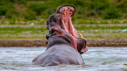 It's Two big hippopotamus have huge fight in the water