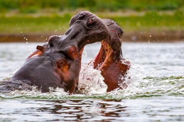 It's Husband and wiife hippopotamus have a big fight in Kenya