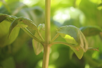 close up of a basil plant