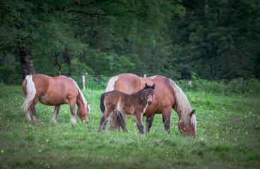 Obraz na płótnie Canvas horse and foal in field