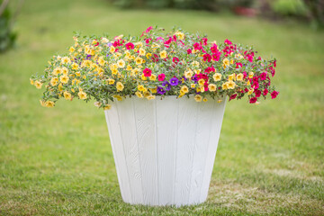 White flowerpot with colorful small flowers on a green freshly cut grass