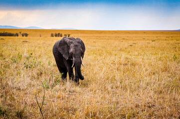 It's African elephant walks in Kenya