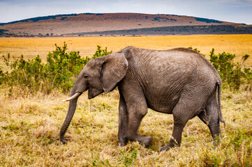 It's African elephant walks in Kenya