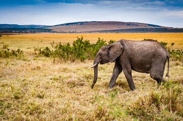 Fototapeta na wymiar It's African elephant walks in Kenya