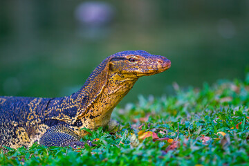 Giant lizard in Lumpini park, Bangkok, Thailand