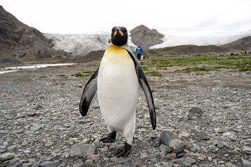 King penguin in Fortuna Bay and South Georgia, Antarctica