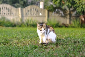 Beautiful pet is playfully looking. Scottish fold cat plays in the afternoon. Stock photo background