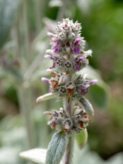 Soft Lambs ear or Stachys byzantina or Woolly hedgenettle