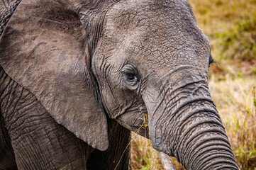 It's African elephant in Kenya