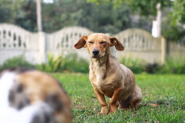 Beautiful red dachshund on nature plays on the green grass. A pet in the yard is looking for prey. The dog hunts for animals. Stock background