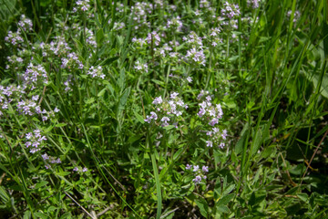 wildflowers and herbs in the south of Russia 
