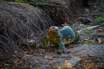 Giant lizard in Lumpini park, Bangkok, Thailand