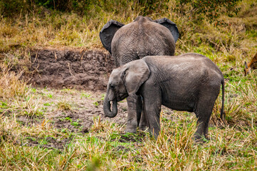 Naklejka na ściany i meble It's African elephant in Kenya
