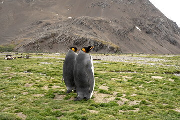 King penguin couple standing next to each other in Fortuna Bay and South Georgia, Antarctica