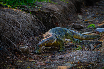 Giant lizard in Lumpini park, Bangkok, Thailand
