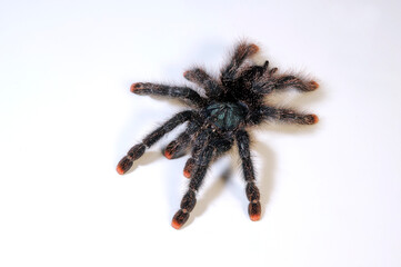 Rotfußvogelspinne (Avicularia metallica) - Whitetoe tarantula