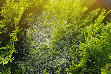 Dew on a web on juniper branches close-up, illuminated by the sun