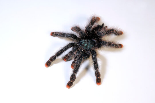 Rotfu&szlig;vogelspinne (Avicularia metallica) - Whitetoe tarantula