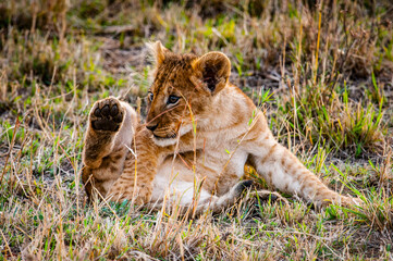 It's Little lion cub in Kenya