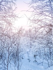 Hiver Sapin Neige Laponie 