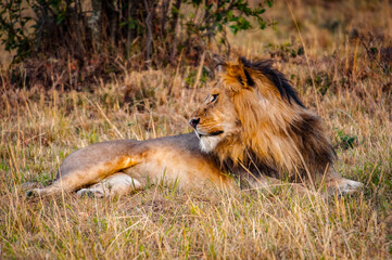 It's Lion, king of the jungle, in Kenya