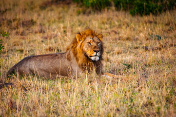 It's Lion, king of the jungle, in Kenya