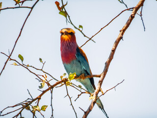 Wallpaper Oiseaux colorés