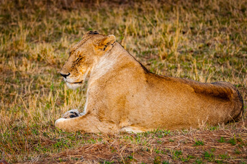 It's Lioness portrait