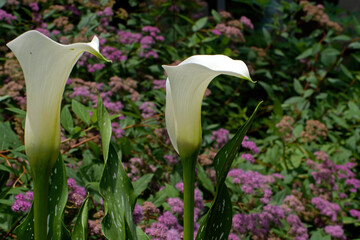 Calla lily also known as arum lily in the garden. The species is native to southern Africa in Lesotho, South Africa, and Swaziland.  Some cultivars have adapted to both warm and cold climates. 