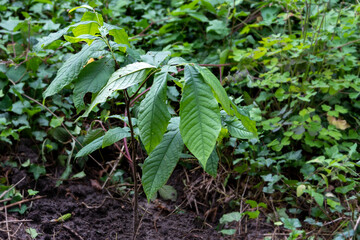 young pawpaw tree Asimina triloba)