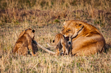 Fototapeta na wymiar It's Lioness and her little lion cubs in Kenya