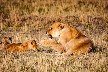 It's Lioness and her little lion cubs in Kenya