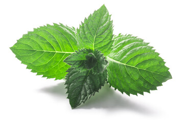 Peppermint leaves (Mentha piperita foliage) isolated w clipping paths © maxsol7