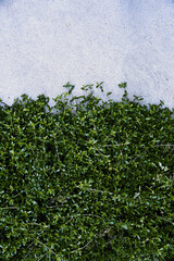 駐車場スリットのグランドカバーの植物