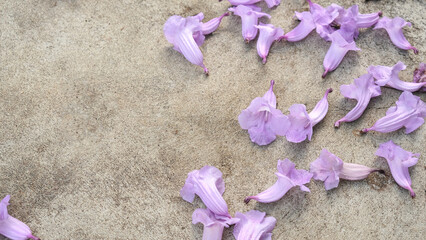 Fototapeta na wymiar group of bouquet violet color fresh jacaranda flower falling on concrete floor in botany garden. group of floral blooming and buds with copy space