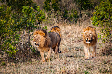 It's Lions walking in Kenya, Africa