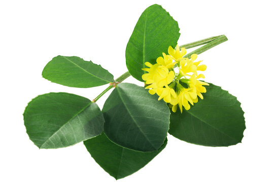 Fenugreek leaves with flowers (Trigonella corniculata) isolated w clipping paths
