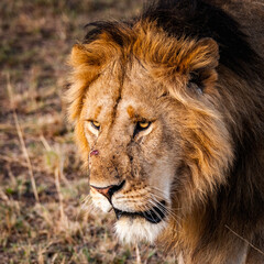 It's Sad Lion, the king of the jungle, in Kenya