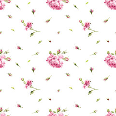Roses seamless. Rosebush. Pattern from pink rose. Wedding drawings. White background. Watercolor hand drawn illustration.