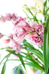 Vertical selective focus shot of pink cymbidium orchid flowers
