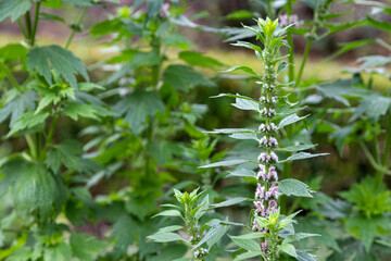  Motherwort (Leonurus Cardiaca) herb plant