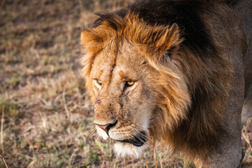 It's Sad Lion, the king of the jungle, in Kenya