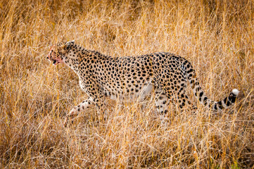 It's Beautiful leopard in the grass in Kenya, Africa