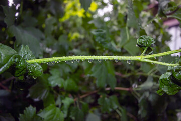 drops of dew on the lush grass in my garden