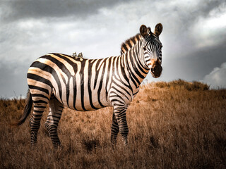 Walppaper Zèbre Savane Afrique