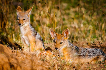 It's Fox in Kenya, Africa