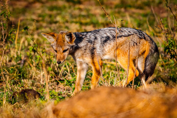 It's Fox in Kenya, Africa
