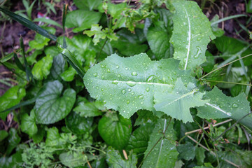 drops of dew on the lush grass in my garden