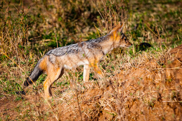 It's Fox in Kenya, Africa