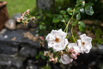 Obraz premium Blumen in der Natur